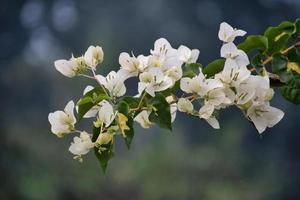 White Bougainvillea flower With green leaves.Selective focus.