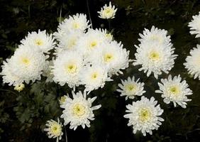 A group of white Chrysanthemum.