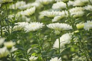 A group of white Chrysanthemum in a garden. photo