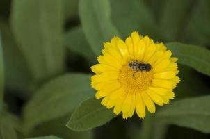Honey bee on yellow flower. photo