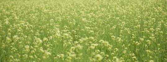 The mustard plant is any one of several plant species in the genera Brassica and Sinapis in the family Brassicaceae