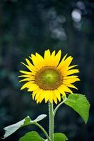 Helianthus annuus, whose round flower heads in combination with the ligules look like the sun
