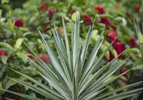 Nearly one thousand species of plants with edible leaves are known. Leaf vegetables most often come from short-lived herbaceous plants, such as lettuce and spinach. photo