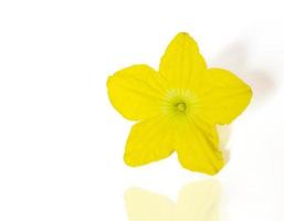 Yellow Daffodil on a white Background. photo