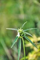 leucas aspera es una especie de planta dentro del género leucas y la familia lamiaceae. foto