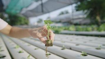 tecnología agrícola en la agricultura moderna, sistema de cultivo hidropónico, alimentación saludable, inversión en la agricultura de alimentos rentable, mano femenina dejando caer pequeñas esponjas de plántulas vegetales en la tubería en crecimiento video