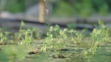 A hands watering young growing celery on a nursery seedling sponge, modern technology hydroponic growing system, conservation of natural resources and sustainability, slow motion clear water drops video