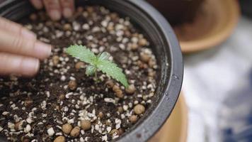 Closeup on process after transplanted, farmer hands pressing on organic soil surface after watering, adding perlite on air pot for more space of oxygen, professional gardening cares of their plan, video