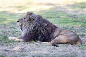 león macho africano foto