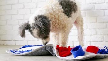 Süßer Mischlingshund spielt mit waschbarer Schnüffeldecke zum Verstecken von getrockneten Leckereien für die Nasenarbeit. intellektuelle spiele mit haustier