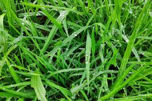 Wet grass after the rain photo