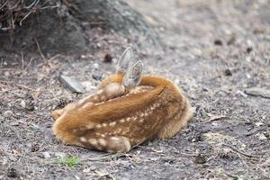 Young Siberian roe deer sleeping photo