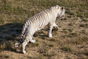 tigre blanco caminando tranquilamente foto