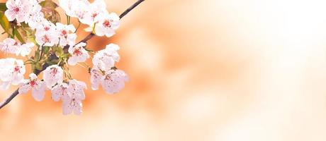 Beautiful nature view of spring flowering trees on blurred background. photo