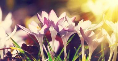 Blooming purple crocus flowers in a soft focus on a sunny spring day photo