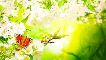 hermosa rama de árbol floreciente en primavera con mariposa. foto