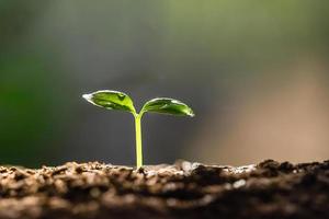 young plant growing on dirt with sunshine in nature. eco earthday concept photo