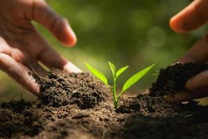 hand planting in garden. earth day concept photo