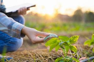 hand holding sapling bean in farm with sunset. concept agriculture photo