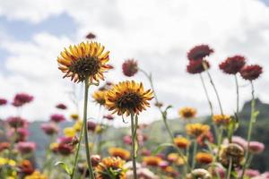 colorful straw flower blossom booming in garden photo