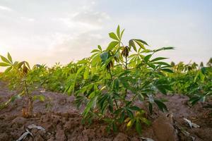 cassava tree in farm and sunset photo