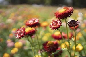 colorful straw flower blossom booming in garden photo