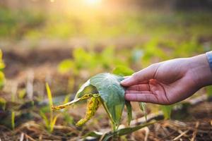 hand holding sapling bean in farm with sunset. concept agriculture photo