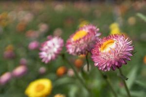 colorful straw flower blossom booming in garden photo