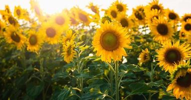 sun flower with sunshine in gardren photo