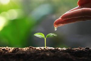 hand watering to small tree with sunshine. earth day eco concept photo