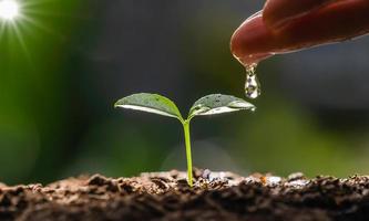 hand watering to small tree with sunshine. earth day eco concept photo