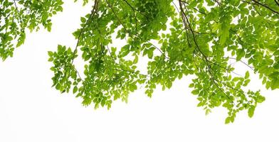 green leaf isolate on white background photo