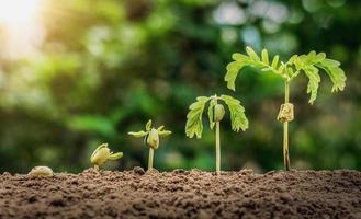 paso de crecimiento de siembra de plantas con amanecer con filtro de tono vintage foto