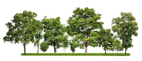 group of tree with green grass isolate on white background photo