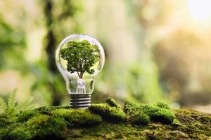 tree growing on light bulb with sunshine in nature. saving energy and eco concept photo