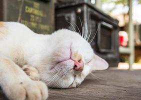 Cat sleeping on the wood ground photo