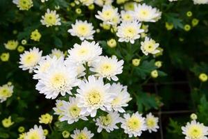 jardín de flores blancas