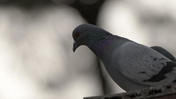 palomas de aves animales en la naturaleza video