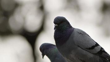 pigeons d'oiseaux animaux dans la nature video