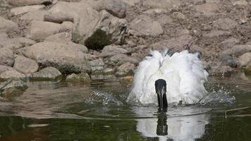 ibis testa nera vicino al lago video