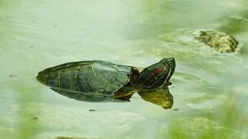 tartaruga animal em uma água do lago video