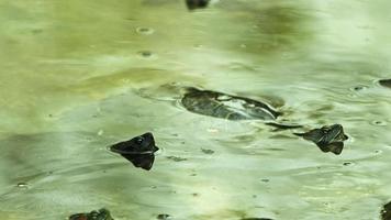 tartaruga animal em uma água do lago