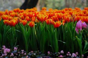 Beautiful orange tulips at Chiang Rai ASEAN Flower Festival 2019 photo