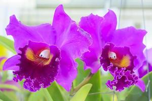 Cattleya es un género de 113 especies de orquídeas de costa rica y las antillas al sur de argentina. foto