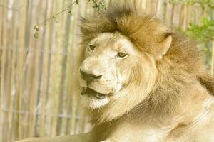 el viejo león toma en un zoológico foto