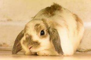 Rabbits are small mammals. Bunny is a colloquial name for a rabbit. photo