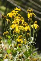 coneflowers amarillos en el jardín en el fondo de la naturaleza. foto