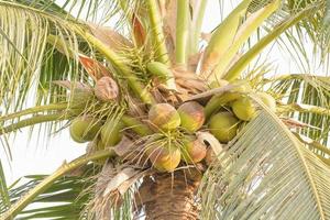 cocos en un árbol foto