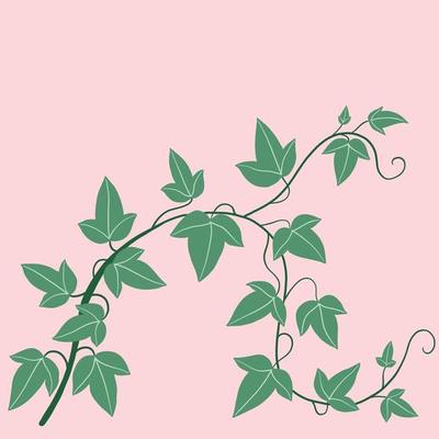 Simplicity ivy freehand drawing flat design.