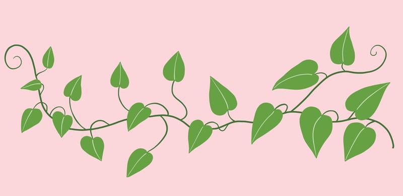 Simplicity ivy freehand drawing flat design.